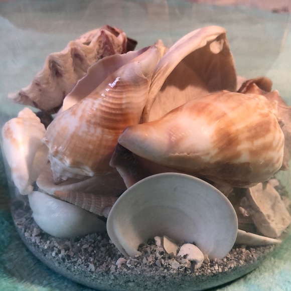 VARIETY OF REAL SHELLS - Picture 4 of 5